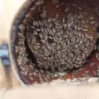 نحل بلدي للبيع
