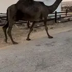 خفوت باكستانيه طيبه