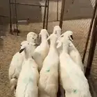 بهم العدد 7