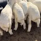 رخال ذبايح ومقنوي