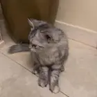قطه شيرازي مع اغراضها
