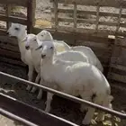لبيع ذبايح طليان حريه