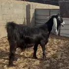 عنز دافع عارضيه
