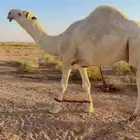 قعود رماني ثني