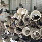 عشة قطايف للبيع