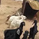 7 من العرس و 2 رخال