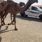 البيع البكار العدد ثلاث