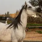فرس مكس جمال