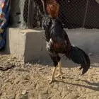 شامو ياباني