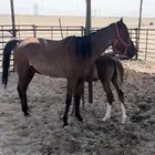 للبيع فرس وبنتها شعبيه