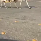 عشرا وضحاء كفوو