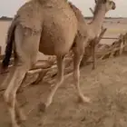 قعود لللبيع سنه مفرود