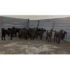 جفار قبرصيه وهجين قبرصي .جمله ومفرق