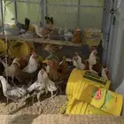 دجاج بلدي فيومي و دجاج براهما