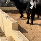 معزاء عوارض صنف