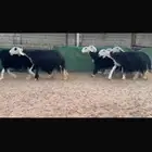 عرض بيع شياه نجد فواخر