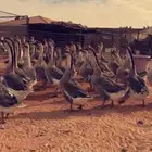 ذكور وز شحم