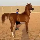 حصان واهو