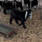 ذبائح حائل