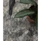 كروان ضايع يوم الخميس الساعة 1 30 ظهر