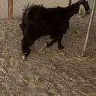 جفره عناق سمين