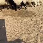 رغايث نعيم طيبه جدااا فرصه القناي