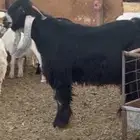 تيس عارضي صنف