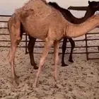 قعودين طيبة اعمارها فوق 6 شهور