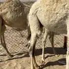 قعدان العدد 3