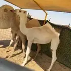 مفروده رمانيه