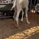 حاشي للبيع