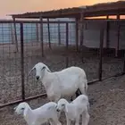 حريات