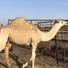 للبيع قعود كفو