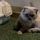 قطه هملايا لتبني