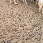 طلي حري شرط السن تام