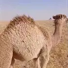 حوار لباني فاخر