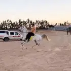 لعشاق ركوب الخيل