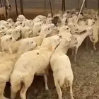 رخال رفيد العدد 80 شحم محصنها منوة القناي