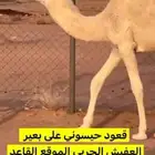 قعود حيسوني