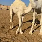 قعود على امه