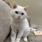 قطو ضايع بمكافاة