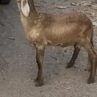 طلي سواكني درماني مشروع فحل عمرها 3 شهور