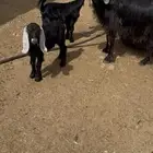 عنز للبيع تحتها تيسين تم الببييع الله يبارك لراعيها