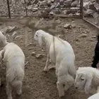 بهم حري تربيه نظيف