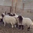 خرفان نعيم