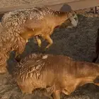سواكني جذعان تربية شرط