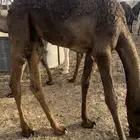للبيع قعود تحت امه سمين وياكل البرسيم و الشعير