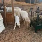 للبيع 5 تحتها 5