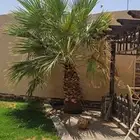 نخل