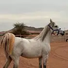 فرس شعبيه للبيع لا يتواصل الا الصامل